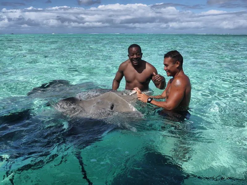 Mase in Bora Bora, Feeding Sting Rays