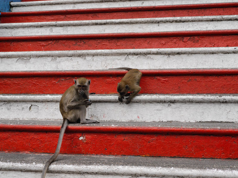 Monkeys Playing on the Steps at Batu Caves Temple - Kuala Lumpur, Malaysia