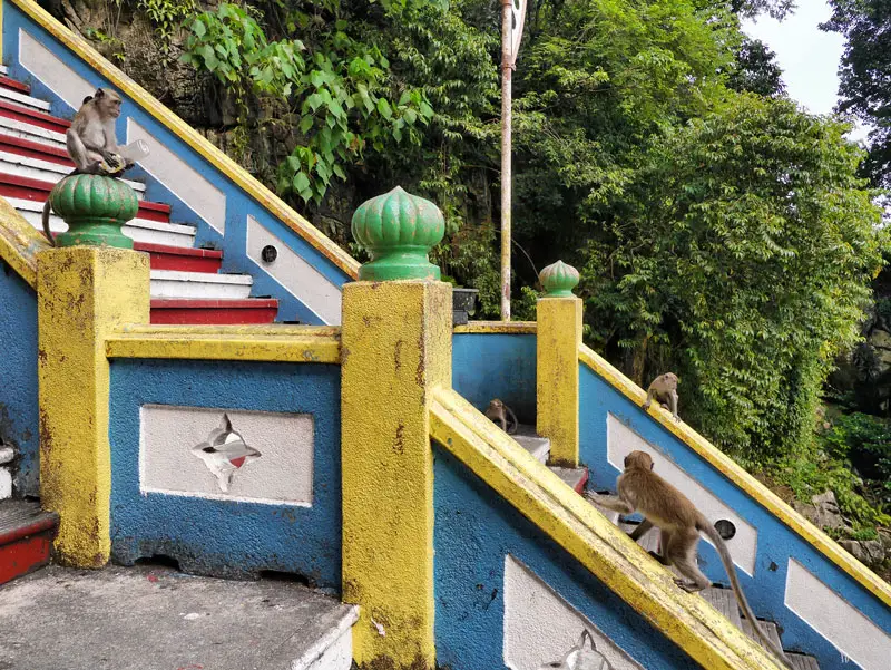 Monkeys Running up the Steps at Batu Caves Temple - Kuala Lumpur, Malaysia