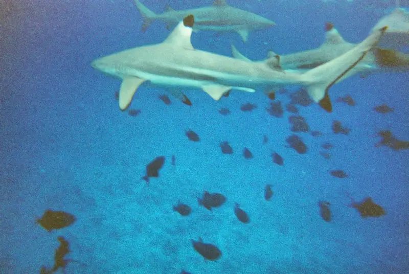 New Friends - Black Tip Sharks that we Swam With in the South Pacific