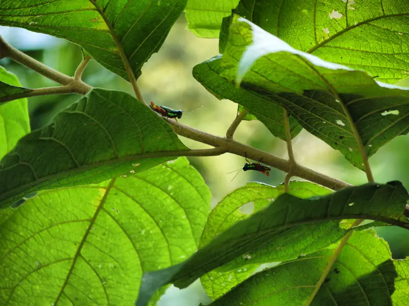 Really Colourful Insects that we Spotted in Manuel Antonio National Park - Costa Rica