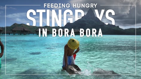 Play Video: Bora Bora - Stingray Feeding on the Beach