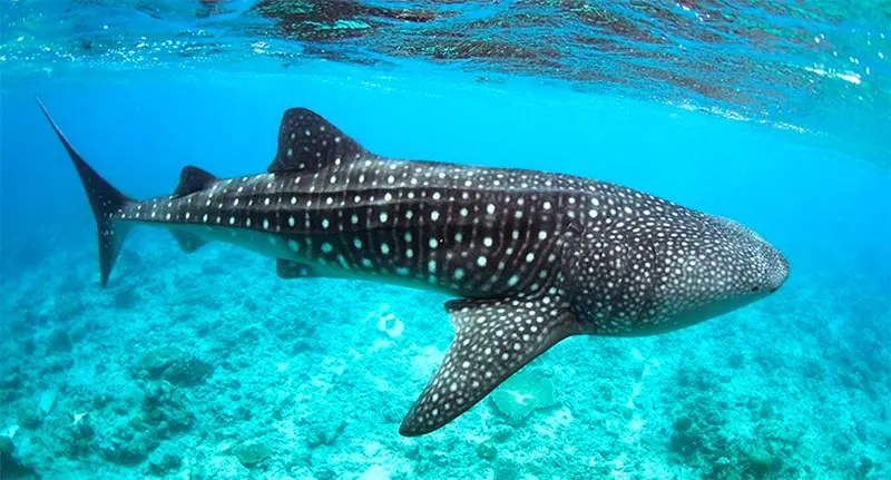 The Whale Shark Experience: A Unique, Guided Boat Tour Offered to Families Staying at LUX South Ari Atoll