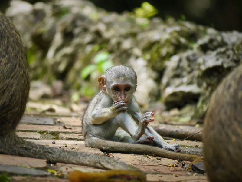 Baby Green Monkey in Barbados Wildlife Reserve