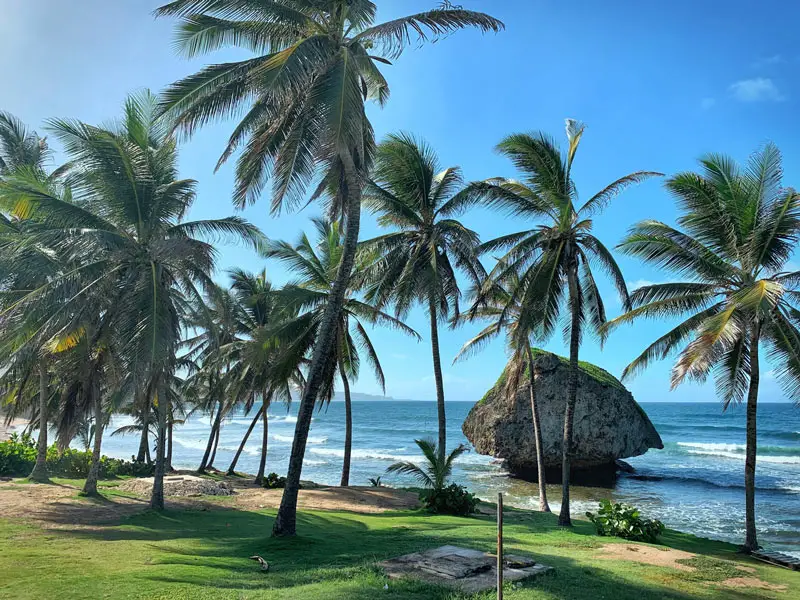 Bathsheba Beach with Rock Boulder & Palm Trees