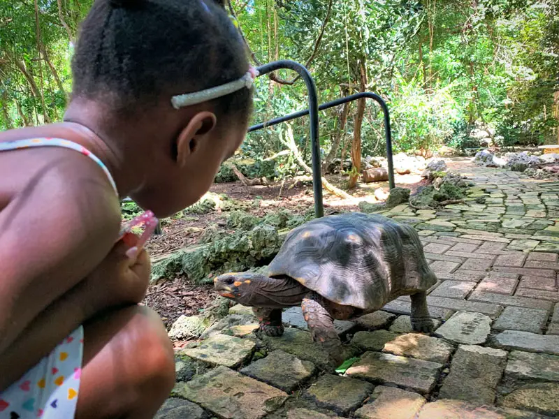 Little Girl Kid with Tortoise at Barbados Wildlife Reserve