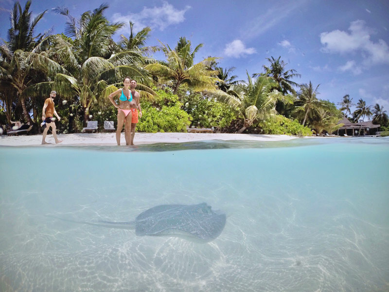 A Stingray on the Beach at Bandos Island (Best Resorts in the Maldives)