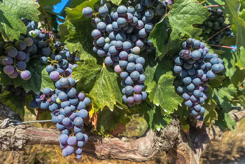 grapes in wine vineyard