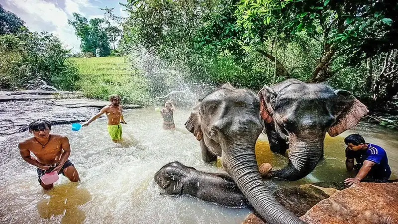 Elephant Jungle Sanctuary, Chiang Mai, Thailand