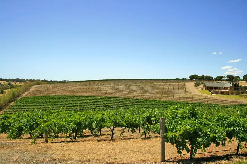 Barossa Valley Vineyard - South Australia