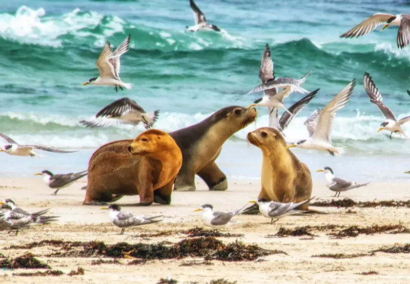 Seal Bay - Kangaroo Island - South Australia