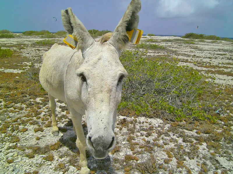 Donkey at Sanctuary in Bonaire, Caribbean