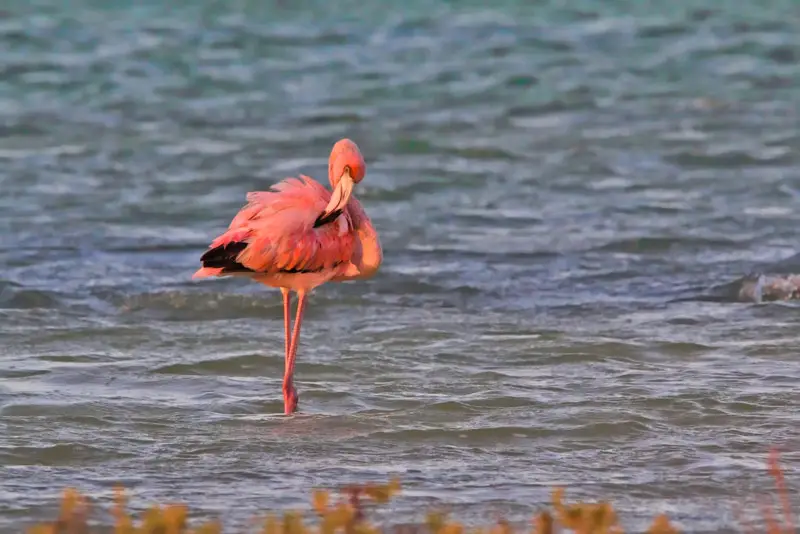 Flamingo in Bonaire Ocean - Pekelmeer Sanctuary