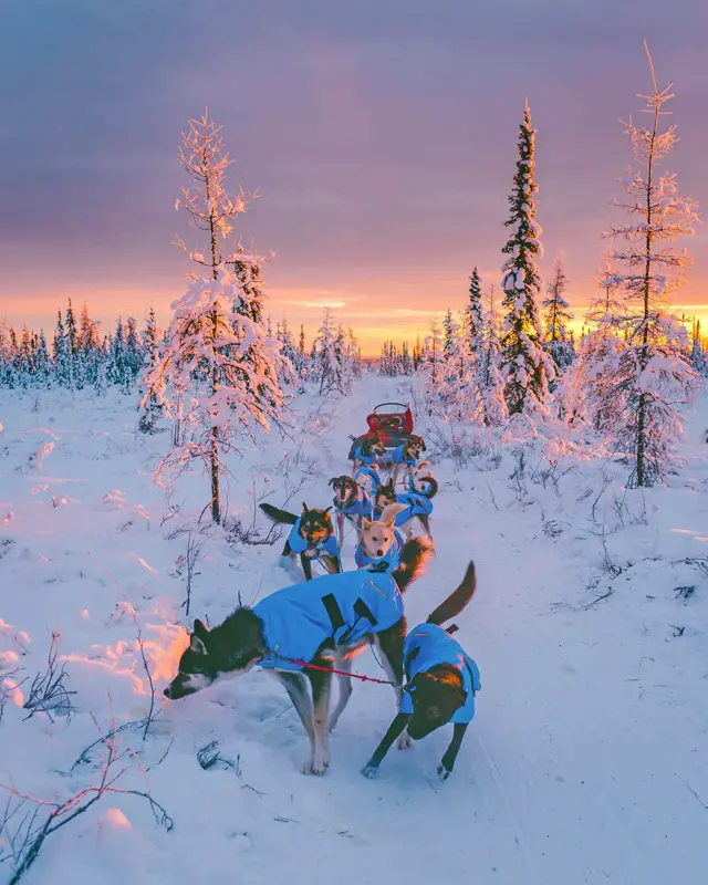 Dog Sledding Tour Through the Snow and Trees