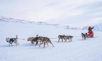 Dog Sledding in Alaska: Find the Best Tours for Your 2024 Vacation