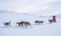 Dog Sledding in Alaska: Find the Best Tours for Your 2025 Vacation