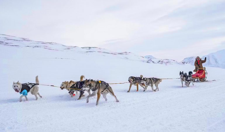 Dog Sledding in Alaska: Find the Best Tours for Your 2025 Vacation