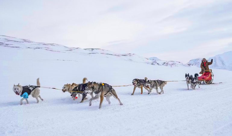 Dog Sledding in Alaska: Find the Best Tours for Your 2024 Vacation