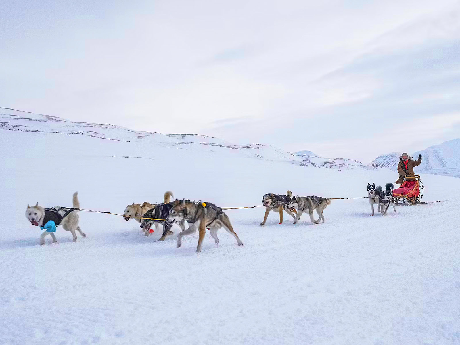 Dog Sledding In Alaska Find The Best Tours For Your 2025 Vacation Dog Sledding In Alaska USA On Vacation