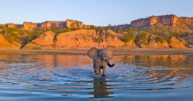 Gonarezhou National Park - Elephant in Zimbabwe