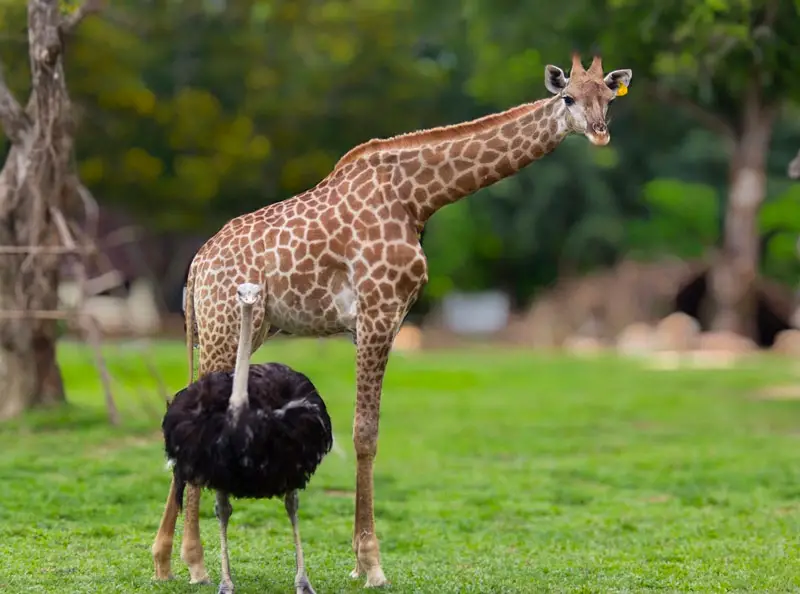 Hwange National Park Zimbabwe - Giraffe