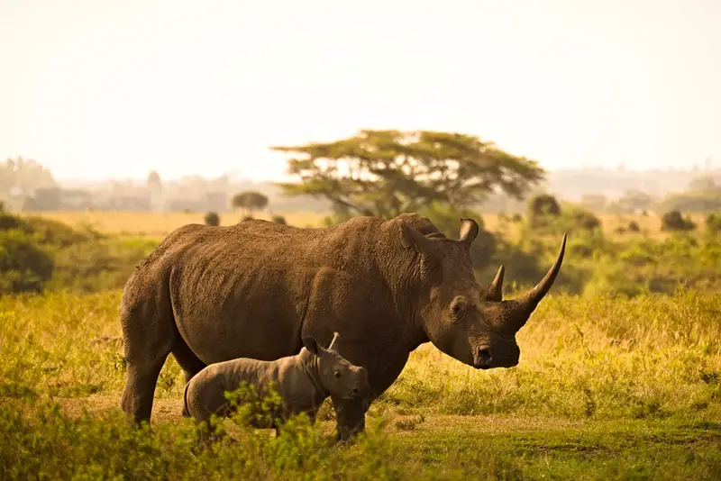 Imire Wildlife Rhino and Wildlife Conservation