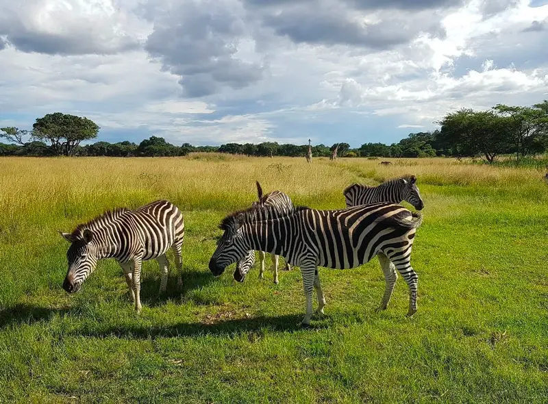 Mukuvisi Woodlands - Zimbabwe Zebras