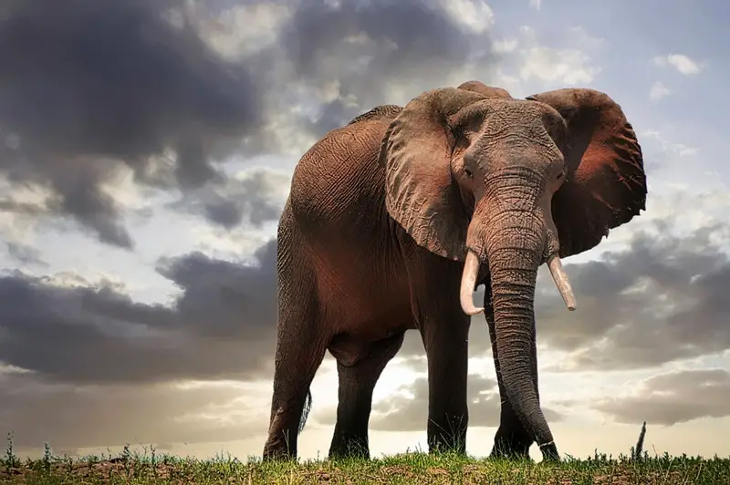 Zimbabwe - Elephant Grazing on Safari
