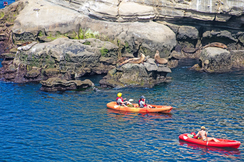 La Jolla Kayaking with Seals and Sealions