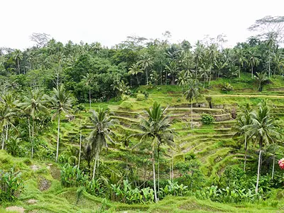 Admiring the Pretty Tegallalang Rice Terraces in Ubud