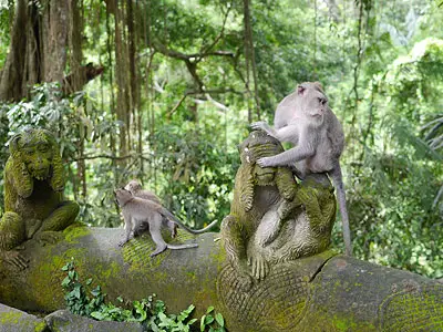 Monkey Around at Ubud Sacred Monkey Forest Sanctuary