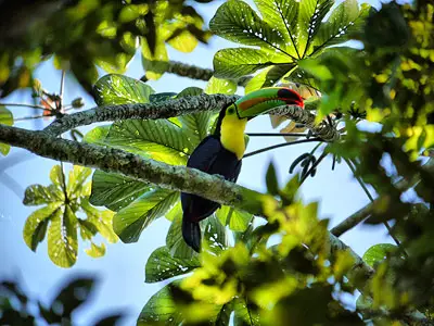 Look Up and Look Out for Toucans