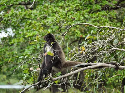 New River: Feed the Spider Monkey