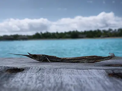 Find Fried Fish On Deck: Like a Fish Out of Water