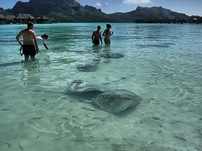Keeping the Stingrays Company at the Beach
