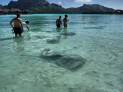 Keep the Stingrays Company at the Beach