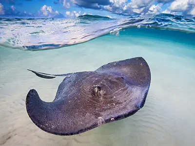 Up Close and Personal With The Sting Rays