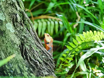 Look Out for Colour-Changing Lizards