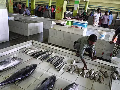 Buy a Catch of the Day at Malé Fish Market