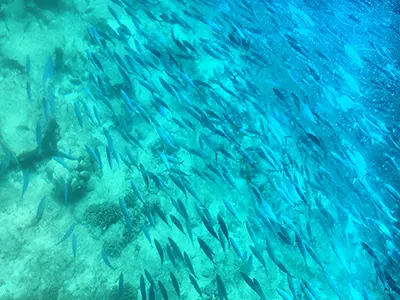 Caesio Suevica: A Blue School of Fish