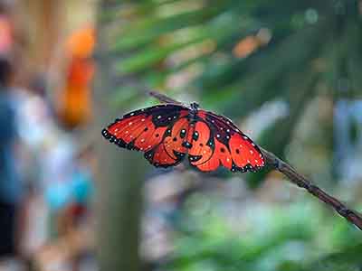 Find Mickey Mouse Butterflies at DisneySea