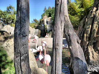 Peeping at The Flamingoes in the Bioparc